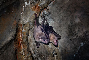 Bat Removal & Control
