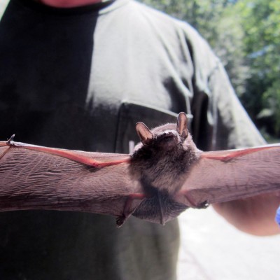 bats control