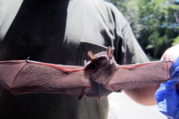 bats control