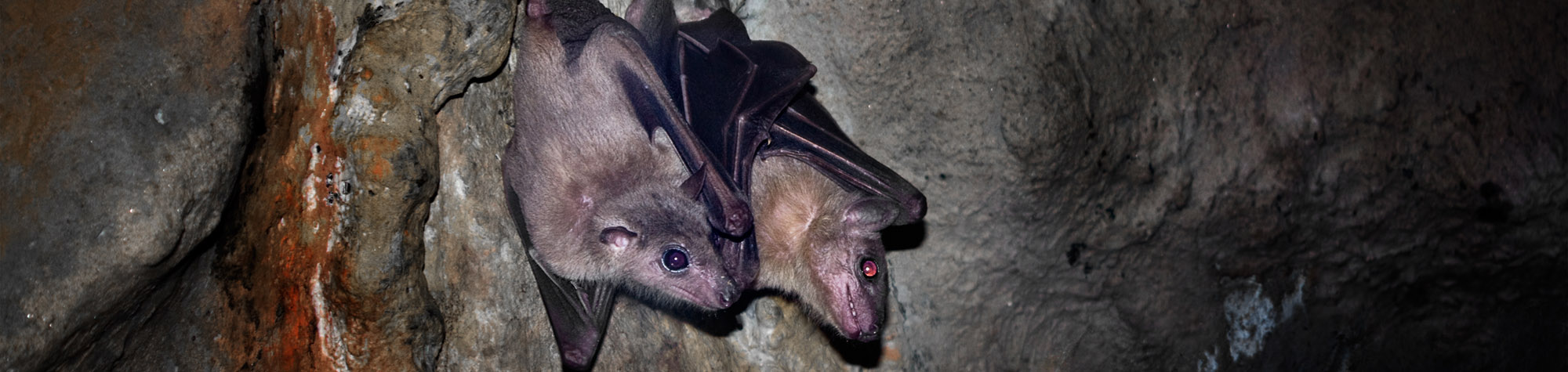 Bat Removal & Control