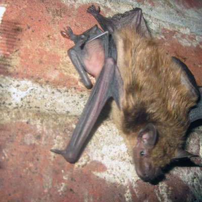 bats removal