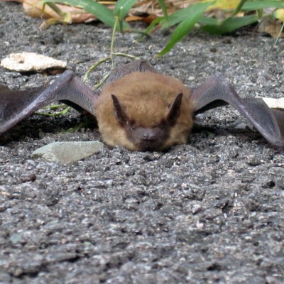bats trapping