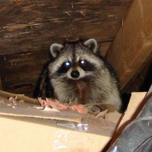 raccoon control