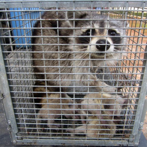 raccoon removal