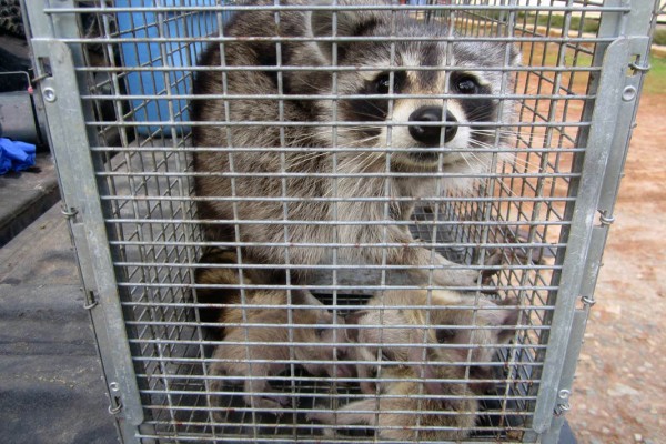 raccoon removal