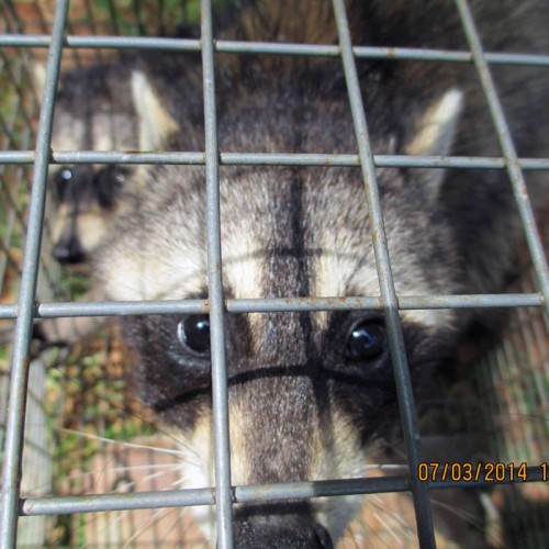 raccoon trapping