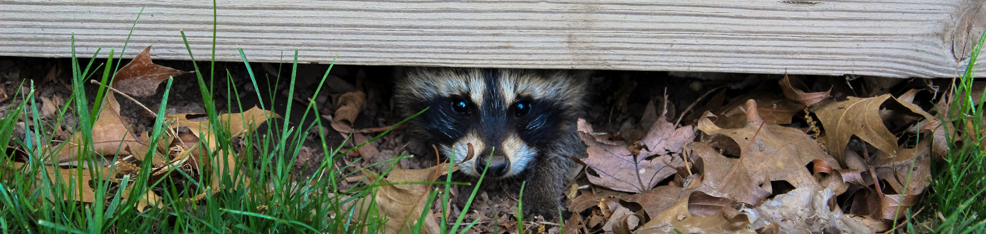Raccoon control & removal