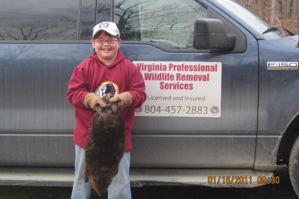beaver-trapping