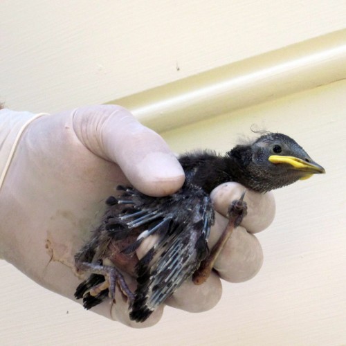 Virginia bird control and removal