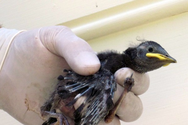 Virginia bird control and removal