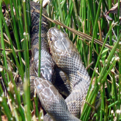 brown water snakes