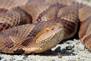 Quick Snake Removal & Control
