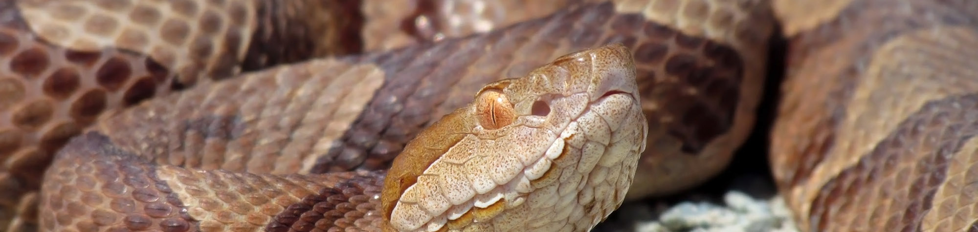 copperhead