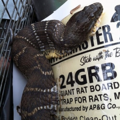 cottonmouth