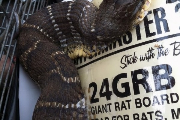 cottonmouth