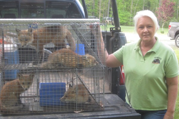 fox-trapping
