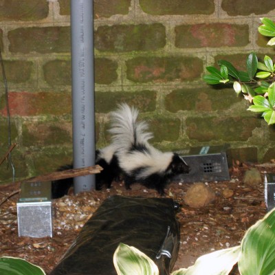 mother skunk