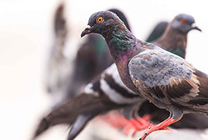 Bird Exclusion & Management