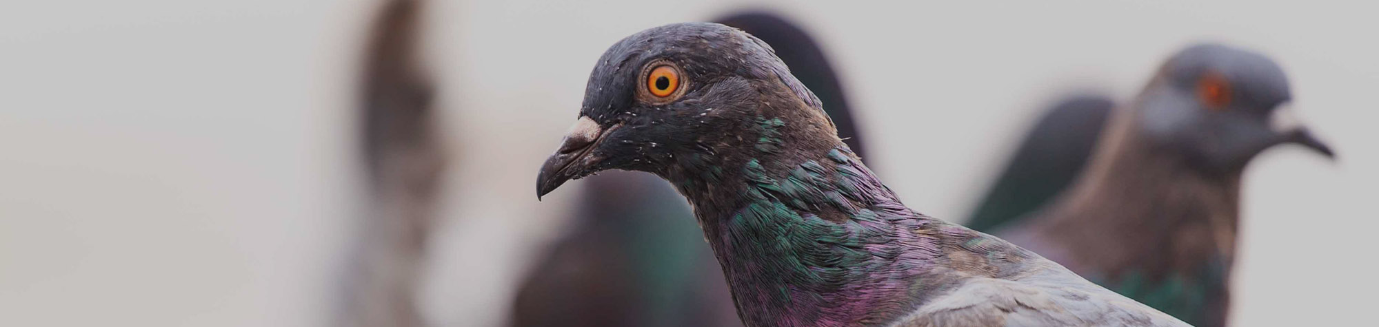 Pigeon control & removal