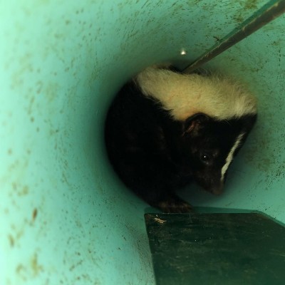 skunk removal