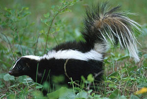 Odorless Skunk Exclusion