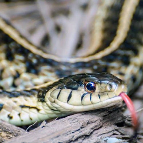 snake