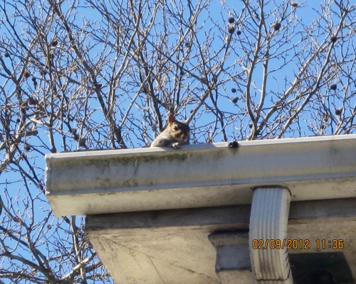 squirrel control