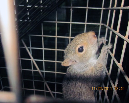 squirrel removal