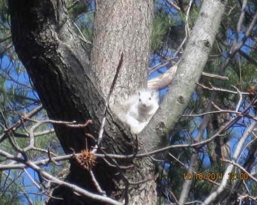 squirrel trapping