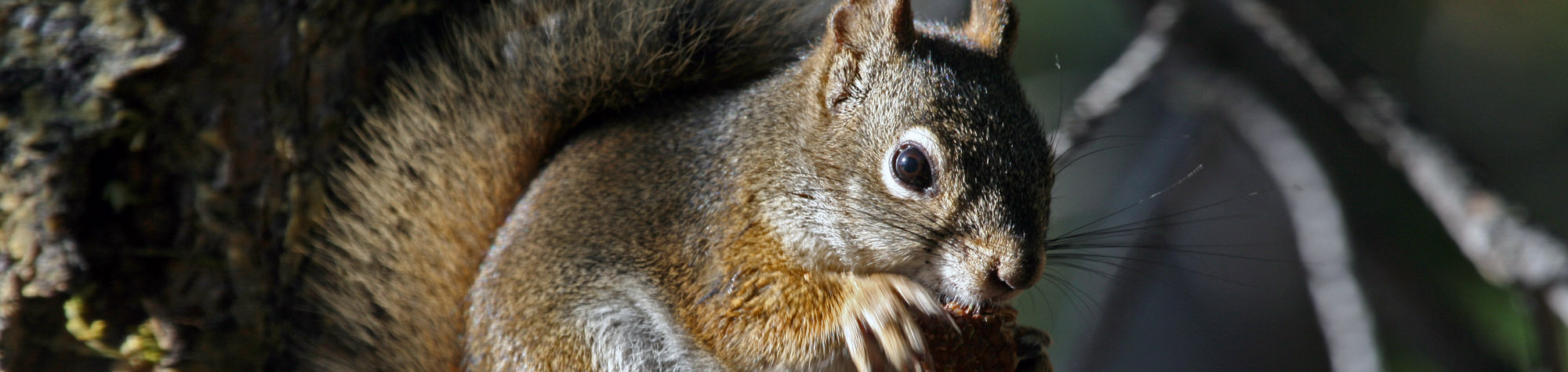 Squirrel control & removal