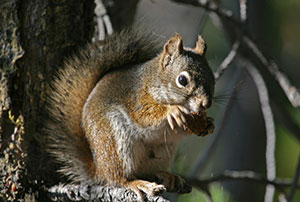 Quick Squirrel Exclusion