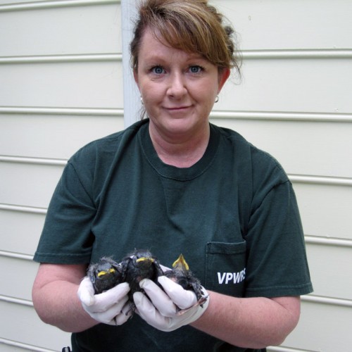 Starlings control and removal