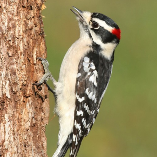 Woodpecker control and removal