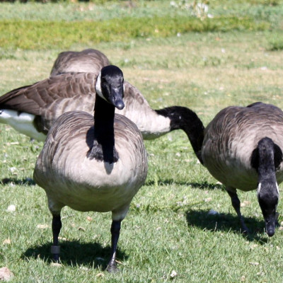 canadian geese control
