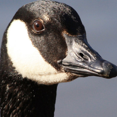 canadian geese removal