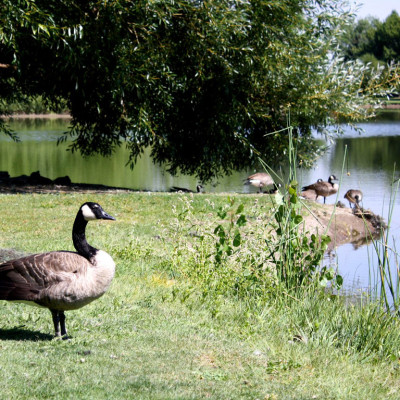 canadian geese trapping