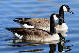 Canada Geese Removal & Control