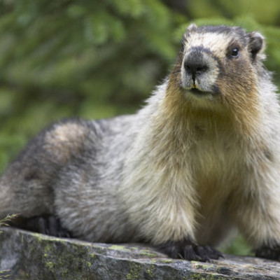 Groundhog with green background in Alberta. Canada. Horizontal