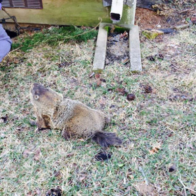 groundhog-control