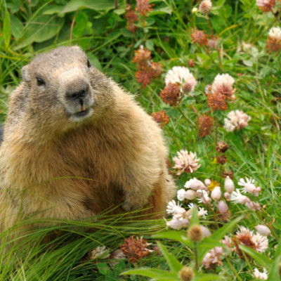 Cute groundhog happily surrounded by fresh grass and wild flowers