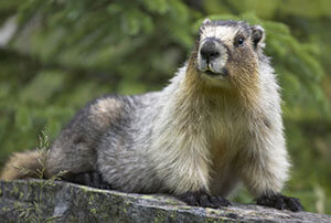 Groundhog Removal & Control
