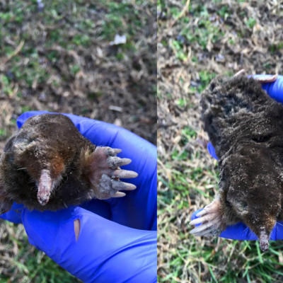 mole control