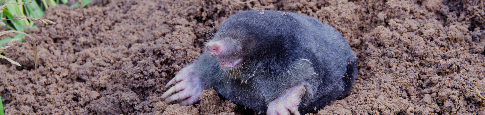 mole on summer molehill in the garden