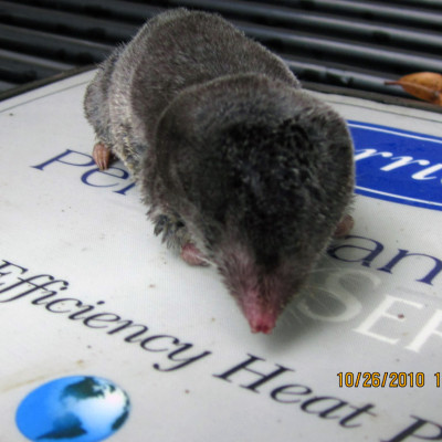 mole removal