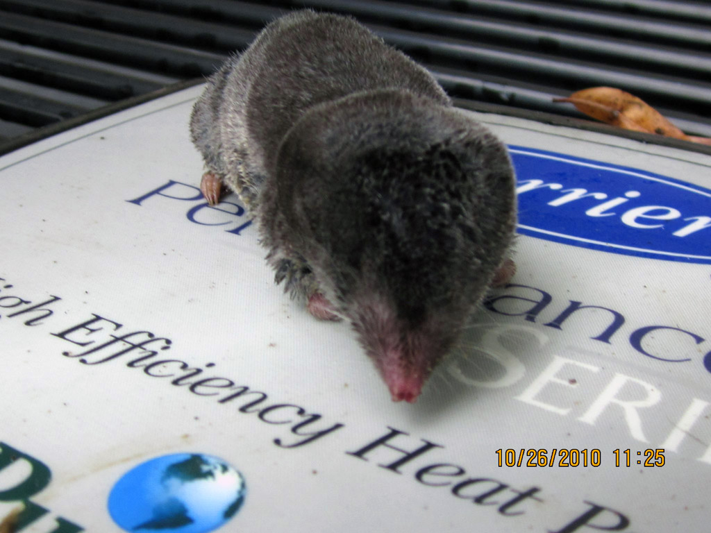 Burrowing Moles Removal by Richmond Animal Removal