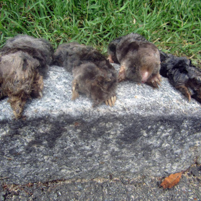 mole trapping