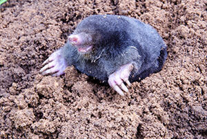 Moles Removal & Control