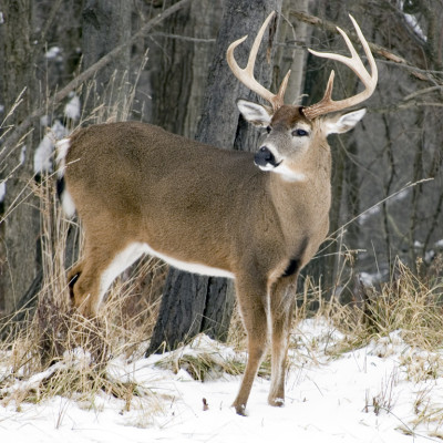 A whitetail deer buck standing in the snow.