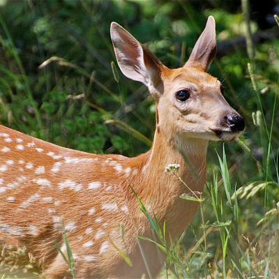 white tail deer control