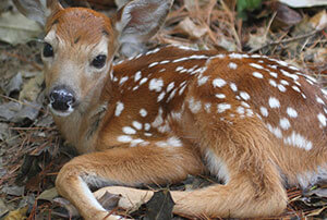 White-tailed Deer Removal & Control